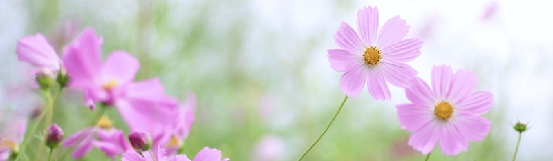 October flower - Cosmos